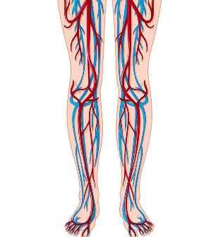 Localização das veias e artérias nas pernas