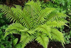 compressas para tratamento de varizes